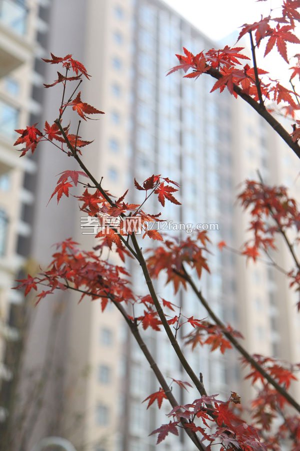 松達·麗水灣實景圖