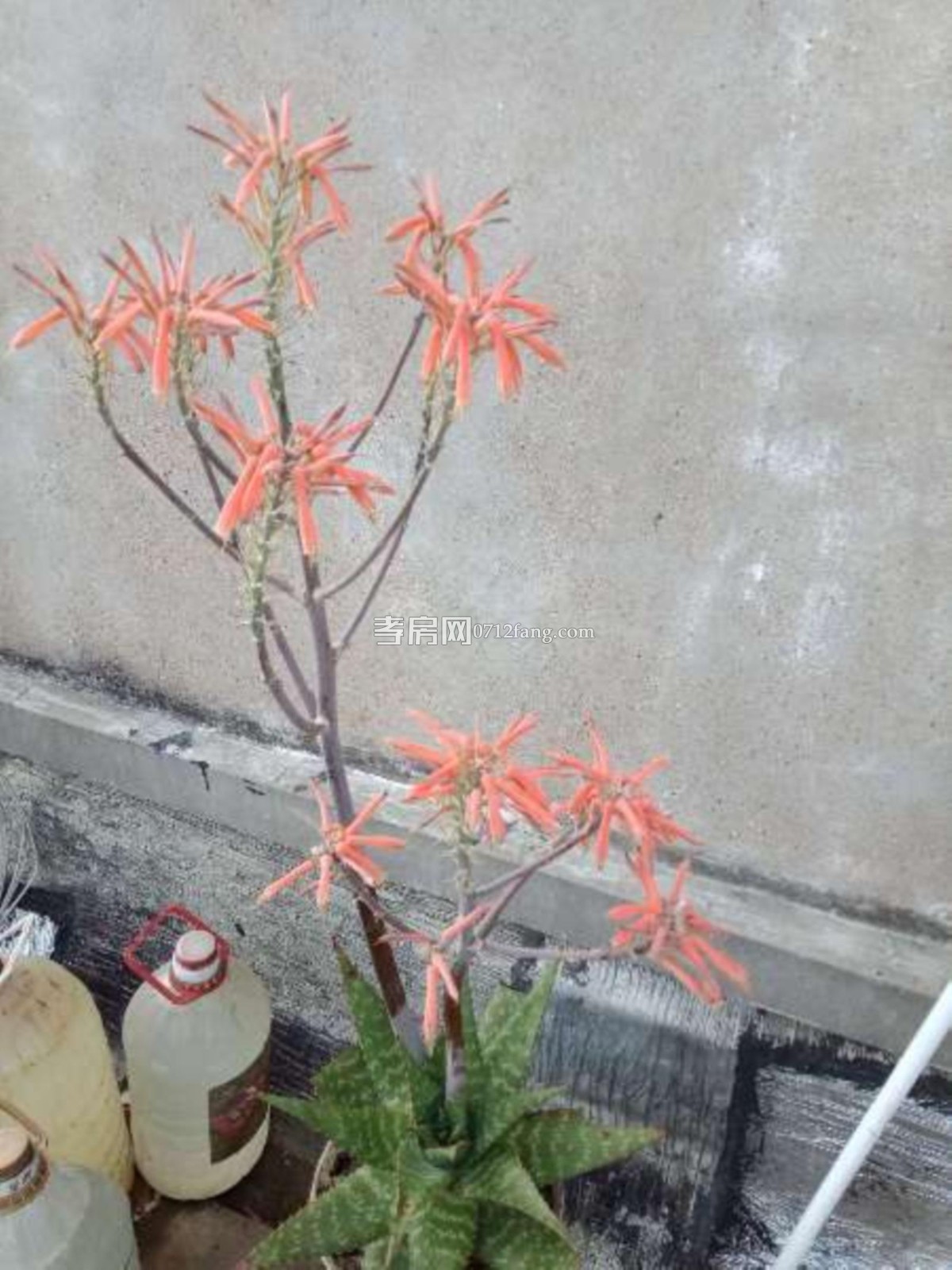 給小孩一個未來實小文昌 電信小區(qū)3室2廳1衛(wèi)101平