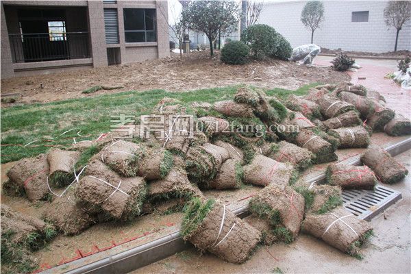 2019011209473369648mkby2q.jpg 綠化.jpg