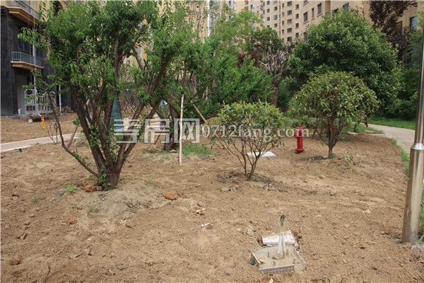 2019061410363676033eycruq.jpg 綠化.jpg