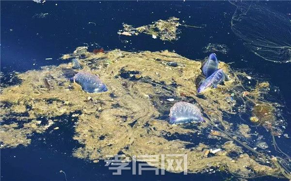 2019071310544745799uwlqxo.jpg 4.jpg