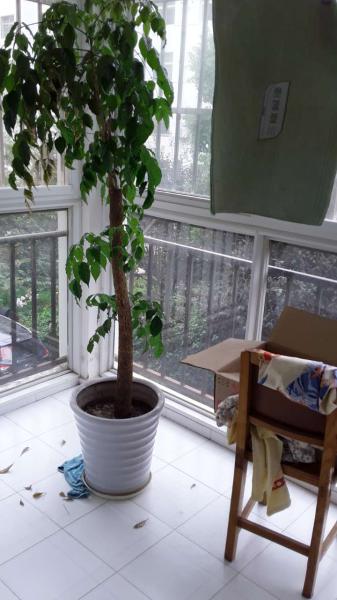 幸?；ǔ?25㎡3室2廳2衛(wèi)2陽(yáng)臺(tái)精裝好房1300元每月急租