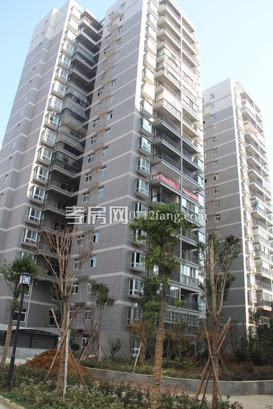 金一華府項目進(jìn)度 小區(qū)綠化已全部完工