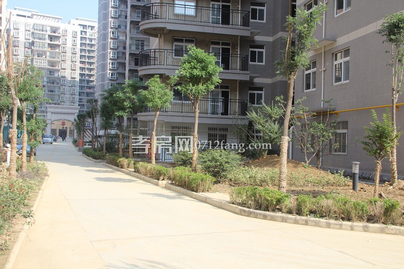 金一華府項目進(jìn)度 小區(qū)綠化已全部完工