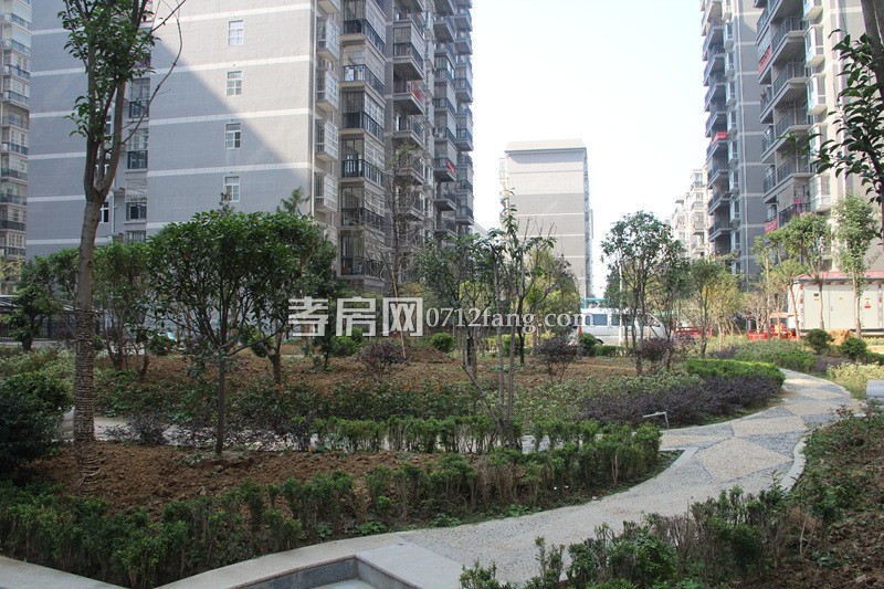 金一華府項目進(jìn)度 小區(qū)綠化已全部完工