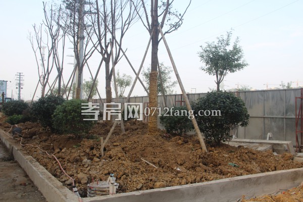 云湖尚景 進(jìn)度 綠化