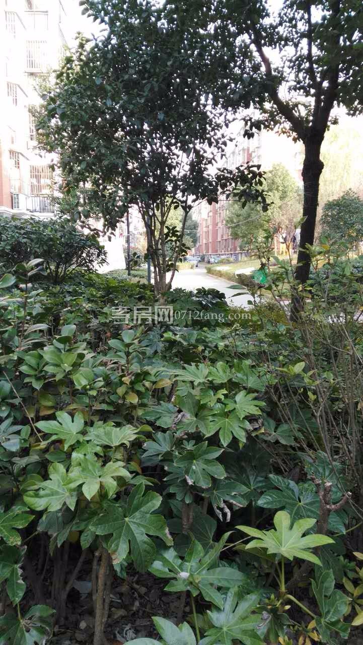 水木清華簡裝房3室3/6樓53萬